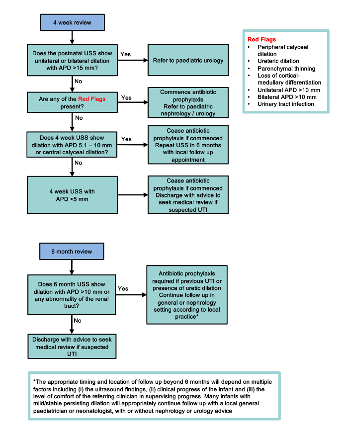 Management at 4 weeks of infant with UTD diagnosed antenatally